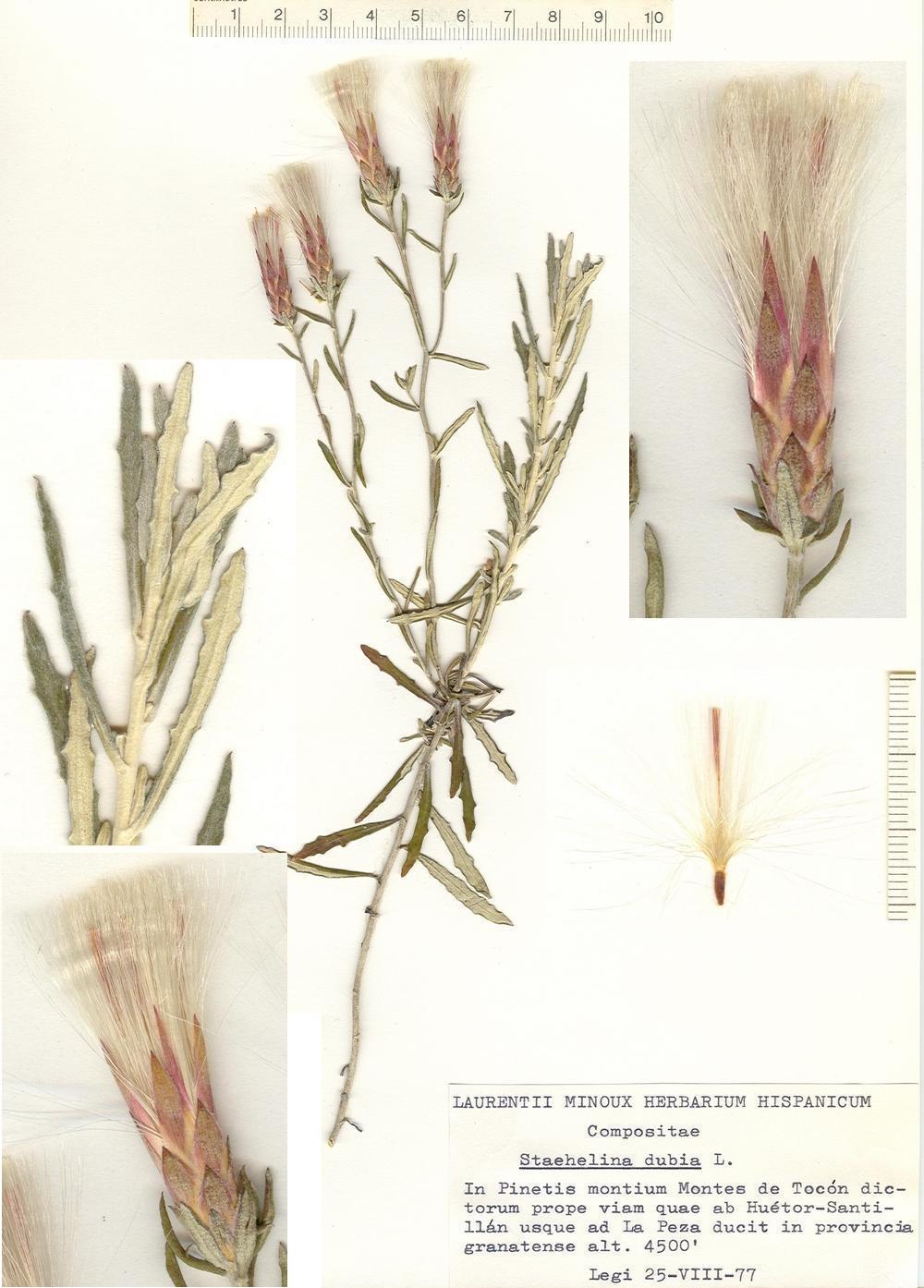 Staehelina dubia
