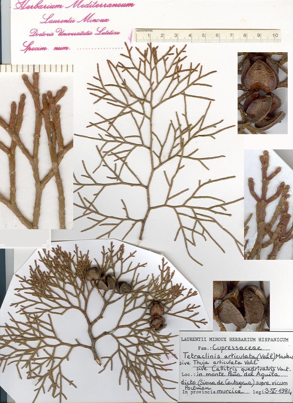 Tetraclinis articulata